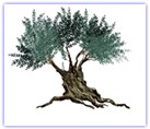 Olive Tree